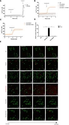 The purinergic receptor P2X7 as a modulator of viral vector-mediated antigen cross-presentation